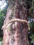 神明神社の大杉