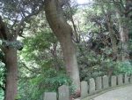第2番札所・岩殿寺の緑濃い樹林