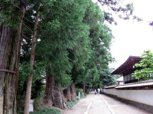 医王寺の杉並木
