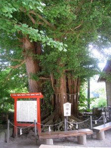 立石寺の御神木の大イチョウ