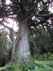 これが日本一の玉杉！