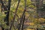 川原湯温泉の「聖天露天風呂」から見る紅葉