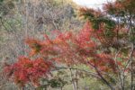 川古温泉「浜屋旅館」の露天風呂から見る紅葉