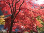 松乃湯温泉の紅葉