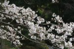 清水温泉の桜