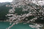 二川ダム公園の桜