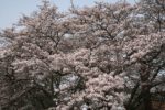 「明水館」の桜は満開