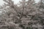 十津川の桜