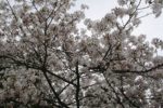 熊野本宮大社近くの桜