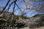 志太温泉近くの桜は満開！
