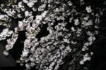 「さくらの湯」の桜