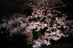 保科温泉「永保荘」の桜