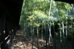 「翠篁苑」の竹林