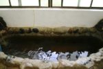 「岩婦館」の湯