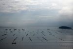 志津川湾に浮かぶ養殖筏
