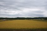 上川盆地の稲田。稲の収穫が始まっている