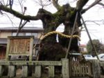 中山神社門前のケヤキの巨樹