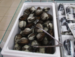 八戸漁港近くの店では八戸産の「活ホッキ貝」を売っている
