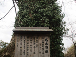 中山神社門前のムクノキの巨樹