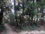 玉祖神社の裏に広がる森