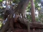 住吉神社の御神木の大楠