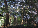 住吉神社の森
