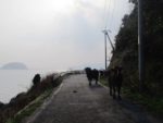 海沿いの道を南下。牛たちとの出会い