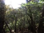海神神社の樹林
