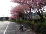 国道265号の八重桜