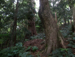 新田神社の樹林