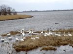 風連湖の白鳥