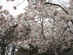 松前公園の桜が咲いている