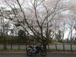 秋田・山形県境の三崎公園の桜は散り始めている