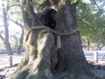 大麻比古神社の大楠。日本有数の巨木だ