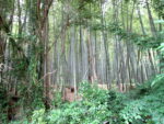 大山崎の竹林